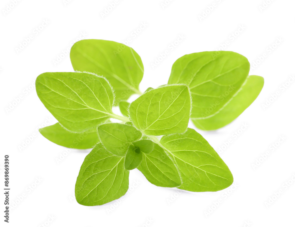 Poster Sprig of fresh green oregano isolated on white - Posters