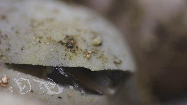 Series of videos showing a neonate gulf coast box turtle emerging from it's egg. 