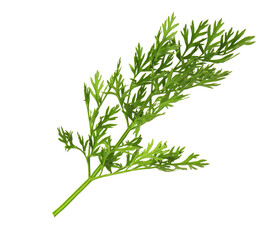 One green carrot twig isolated on white