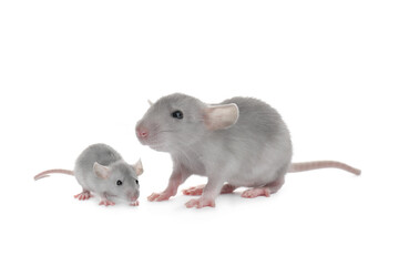 Mother rat and baby pup isolated on white