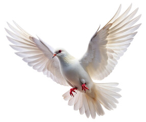 Obraz premium White dove in flight with open wings isolated on transparent background