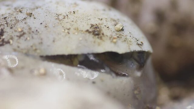 Series of videos showing a neonate gulf coast box turtle emerging from it's egg. 