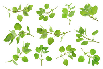 Obraz premium Fresh green oregano isolated on white, set