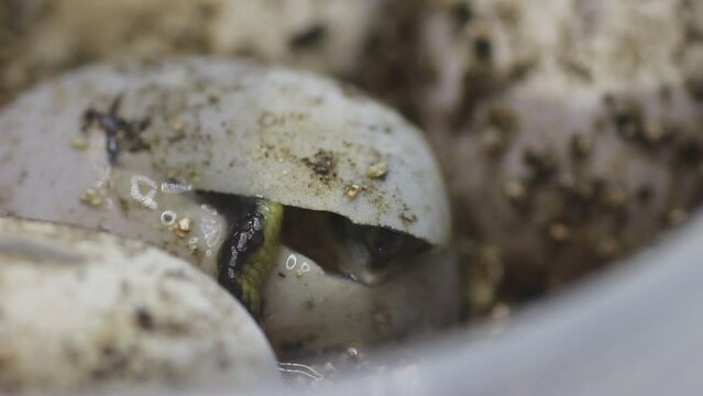 Series of videos showing a neonate gulf coast box turtle emerging from it's egg. 