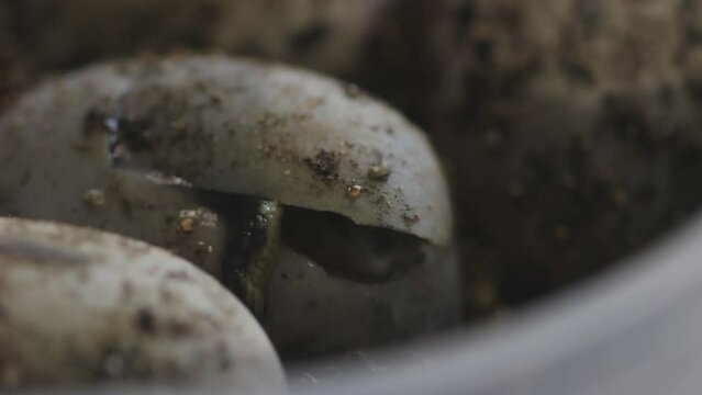 Series of videos showing a neonate gulf coast box turtle emerging from it's egg. 