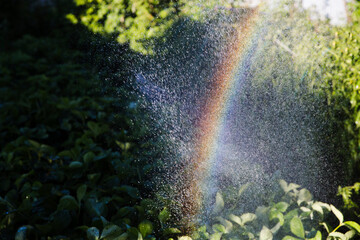 rainbow of garden spray. copy space © ulza