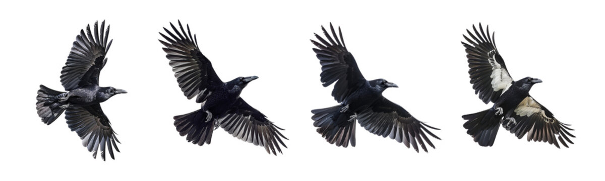 Set four cutout design elements crow in flight on transparent background, wings power digital art