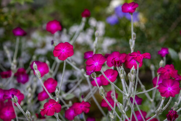 Pretty rose campion flowers in the summer sunshine, with a shallow depth of field