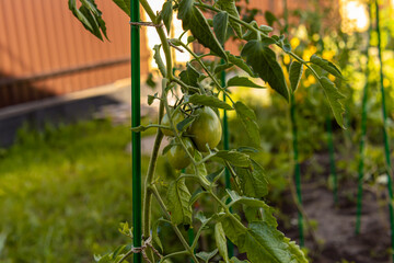 Growing tomatoes in open ground. Tomatoes tied to a support stick. Plastic garden support