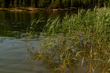 Reeds in the water of a lake close up