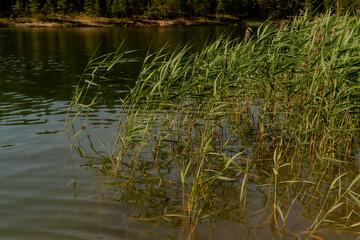 Reeds in the water of a lake close up