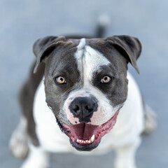 Large pit bull breed dog portrait staring up at the camera