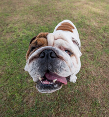 Big white English Bulldog looking up at the camera