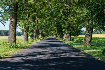 A serene road flanked by trees, ideal for peaceful countryside drives and tranquil walks in nature