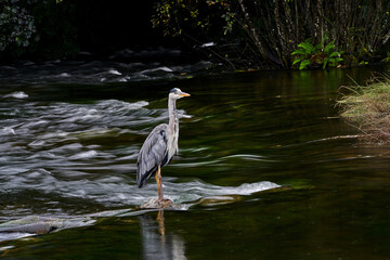 Irish crane hunting on the river