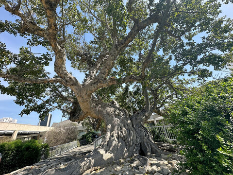 Old sycamore tree in the park (lat.- Ficus sycomorus)