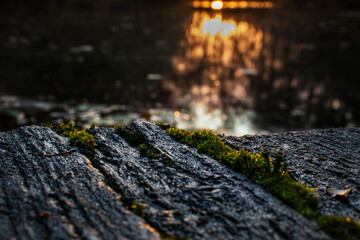 moss on stone / wood