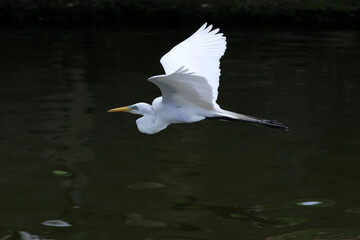 A elegância e a beleza da garça-branca-grande dando a sua graça no canal de Ponta Negra - Maricá - RJ 