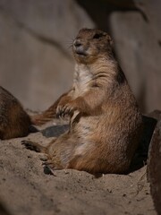 prairie dog sitting in sand