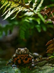 portrait of a european fire-bellied toad