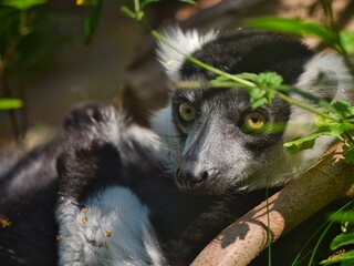 Close up of a lemur