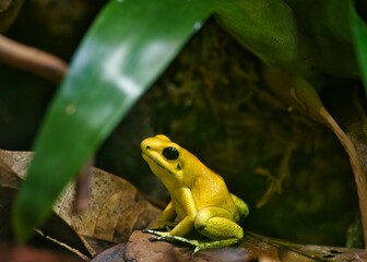 photography of a golden poison frog 