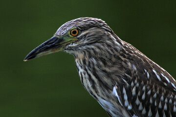 Socó-pintado no detalhe, ave pequena pescadora  no canal de Ponta Negra - Maricá - RJ