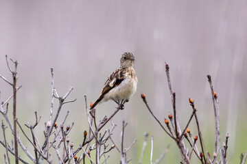 夏の高原のノビタキ幼鳥