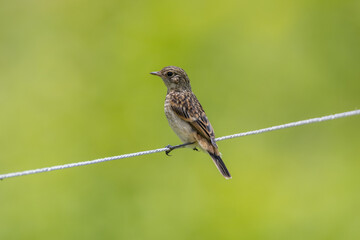 夏の高原のノビタキ幼鳥