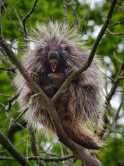 North American porcupine yawning, on a tree
