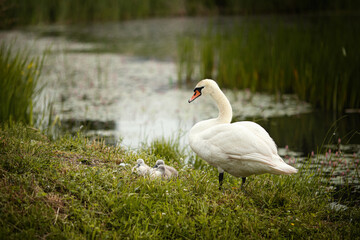 Ein Schwan mit dem Nachwuchs