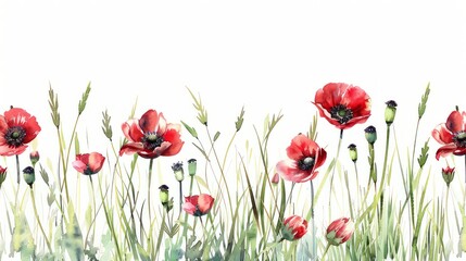 Obraz premium Watercolor tall grass and red poppys on a white background