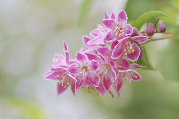 Deutzia Strawberry Fields
