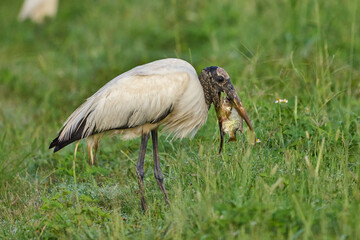 Wooded stork eating a fish