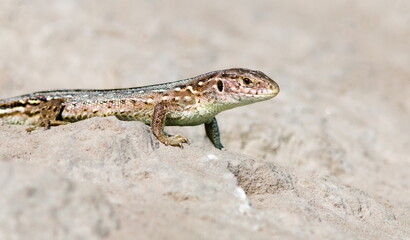 lizard on the stone