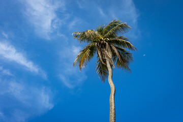 Palm tree with blue sky with some clouds in the background