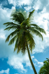 Palm tree with blue sky with some clouds in the background