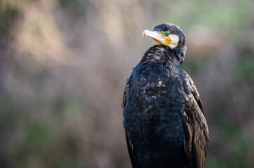 A cormorant on the river bank