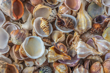 Neutral beige and white seashells pattern background