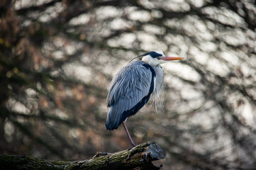 A gray heron (Ardea cinerea Linnaeus) on a branch by the river