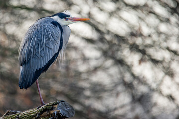 A gray heron (Ardea cinerea Linnaeus) on a branch by the river