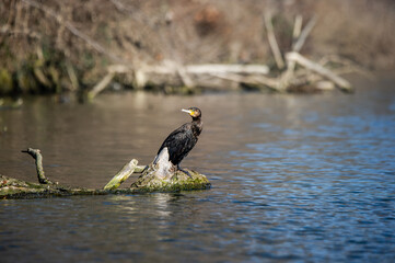 A cormorant on the river bank