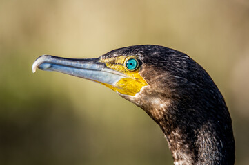 A cormorant on the river bank