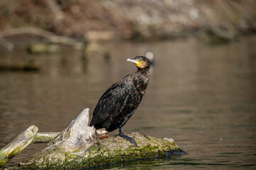 A cormorant on the river bank