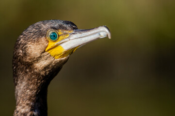 A cormorant on the river bank