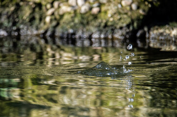 A drop falls into the water.