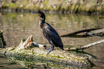 A cormorant on the river bank
