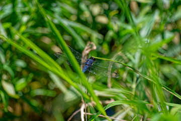 Dark blue dragonfly closeup
