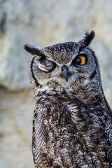 Great Horned Owl, Bubo virginianus nacurutu, Peninsula Valdes, Patagonia, Argentina.