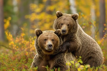 Obraz premium two brown bears in the forest, one bear is standing and looking at the camera while another sits on his back, green vegetation around, golden autumn colors Generative AI